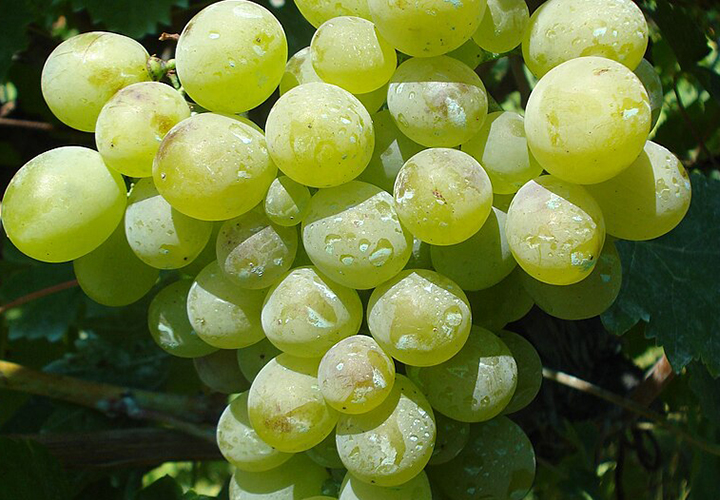 葡萄酒品种知识:麝香葡萄(Muscat/Moscato)