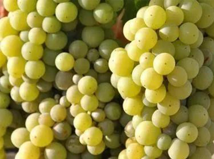 酿酒葡萄赛美蓉(Semillon)的传奇经历